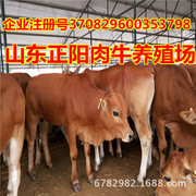 雅安现在600斤的公利木赞牛多少钱 现在养牛要注意什么