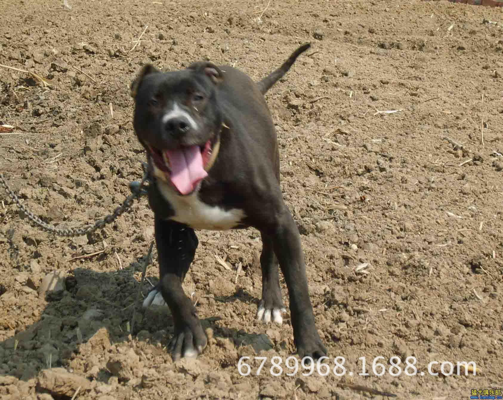 比特犬