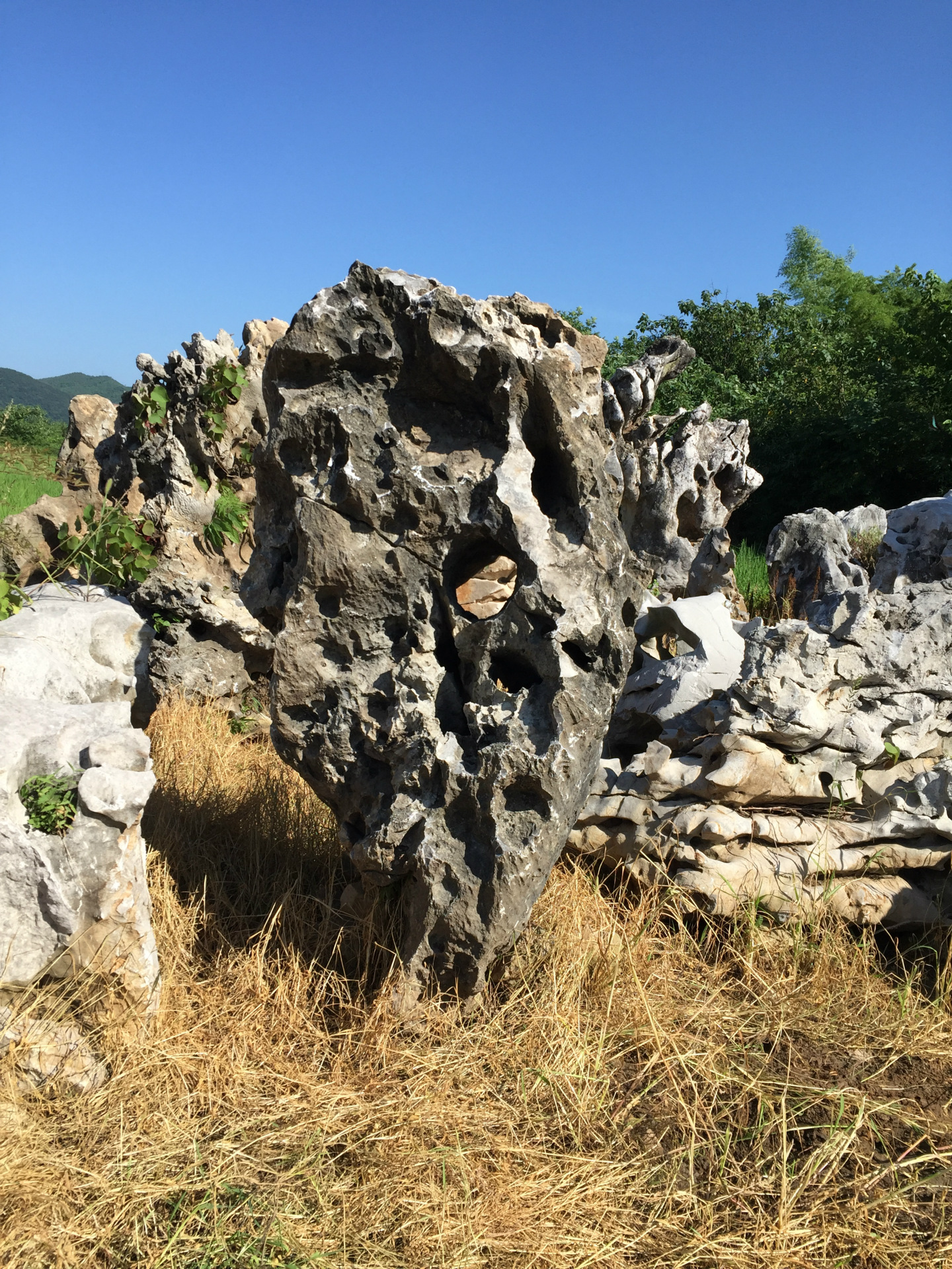 IMG_0881