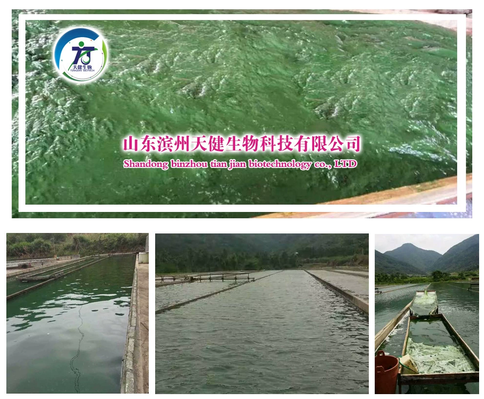 Тяньцзянь Большой запас большого Congyou Blunt Top хорошего качества растительного белка пищевого качества кормовой сорт Спирулины