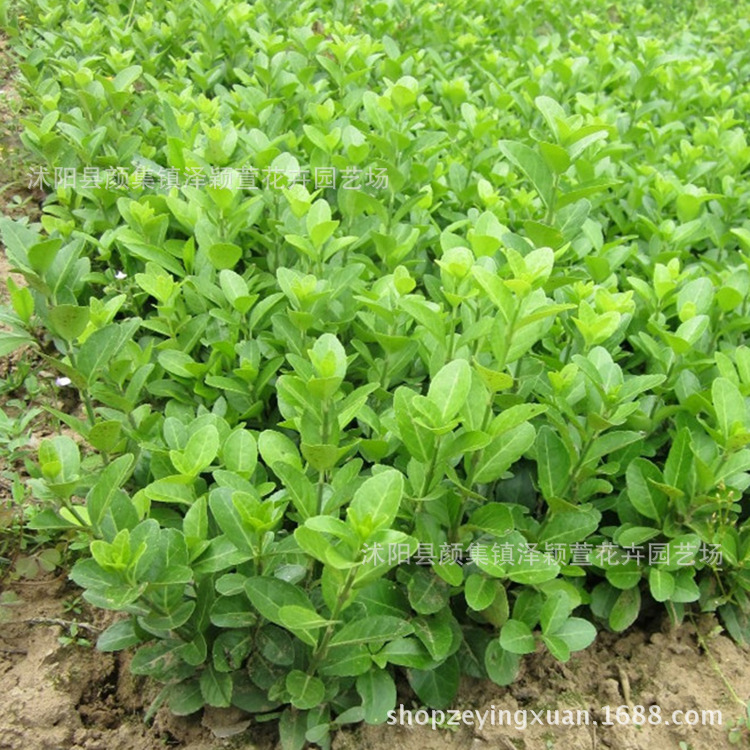 基地直发绿化工程用苗 卫矛小苗 卫矛球 卫矛苗 四季常青规格齐全