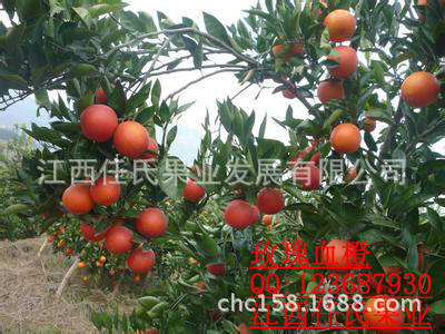 摇钱树苗怎么种