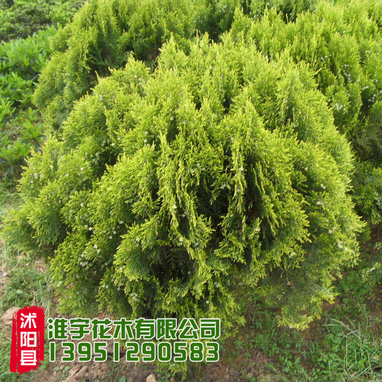 柏种类,种类_大山谷图库