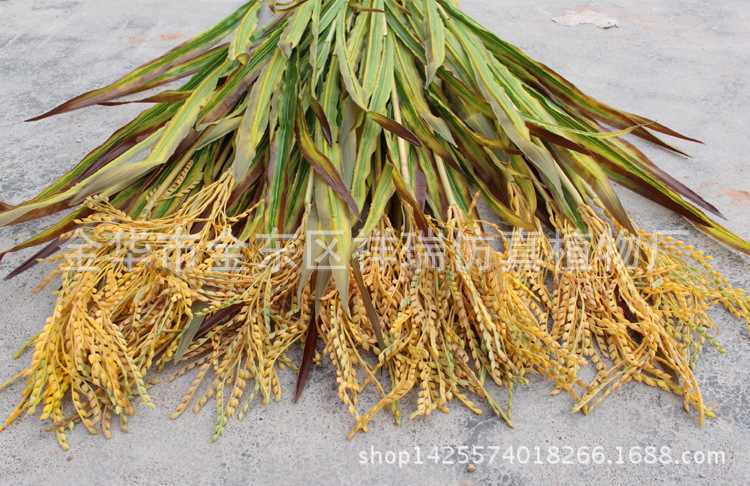 XRB-149 单枝秋色水稻6 (1)