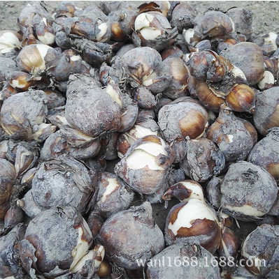 水仙花种球销售|ms