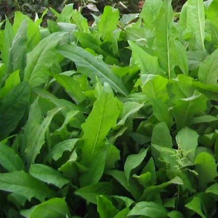 Завод прямых продаж травы Ixeris семеноводство хорошие сорта травы завершить большую сумму скидки могут быть оплачены