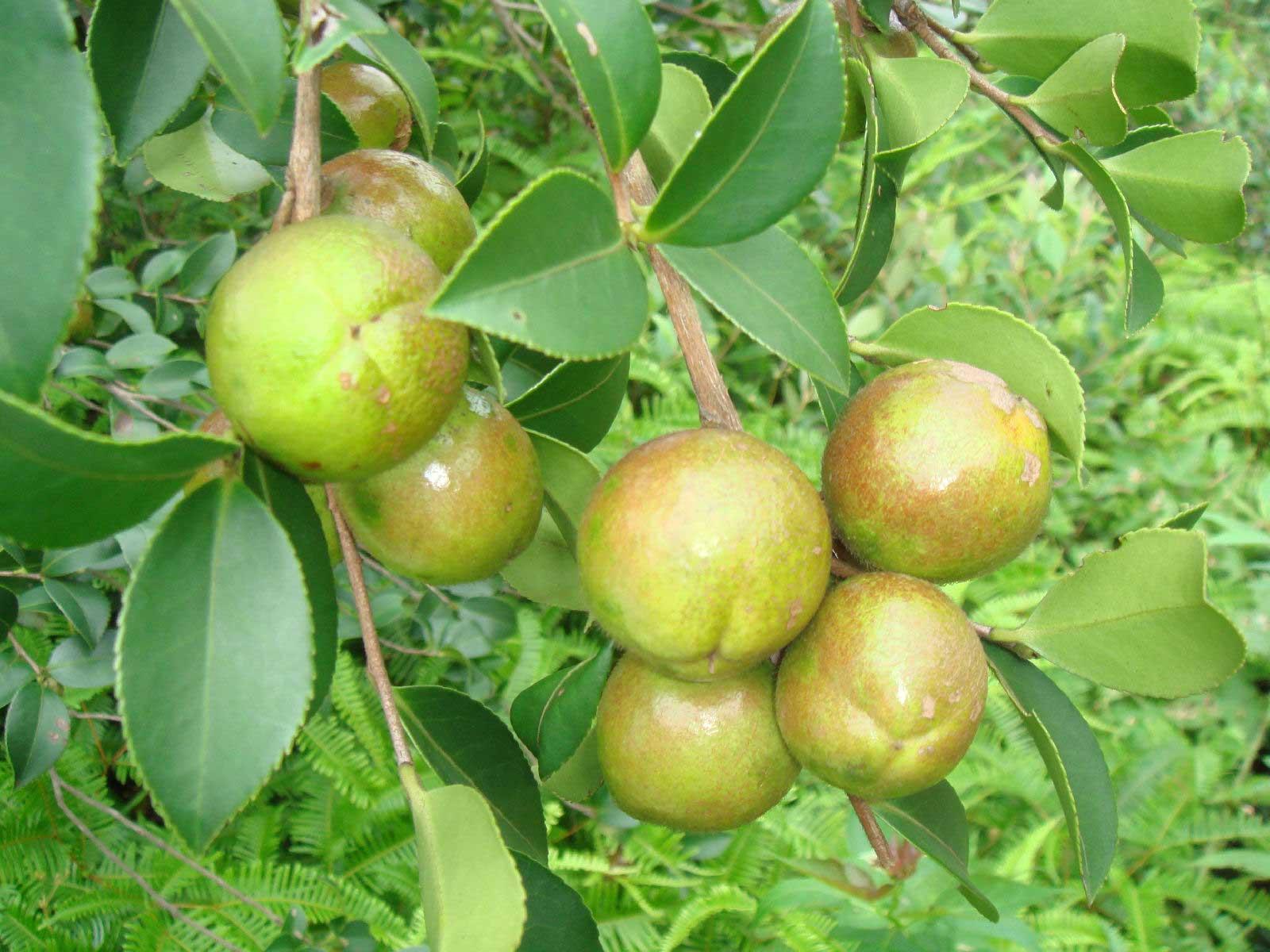 山茶树的生长环境需求 怎么栽培山茶树 - 森林食品