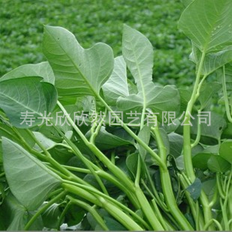 大叶空心菜种子 特色蔬菜青菜雍菜种子 阳台盆栽小菜园用种 约5g-阿里巴巴