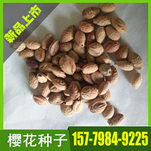 山樱花种子 山樱花种子品牌 图片 价格 山樱花种子批发 阿里巴巴