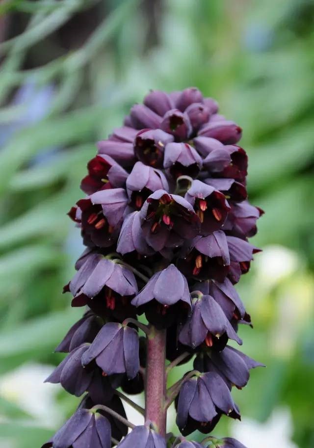 带你了解鲜花王国荷兰的球根花卉 一念鲜花生活馆 阿里巴巴商友圈 带你了解鲜花王国荷兰的球根花卉 一念鲜花生活馆 阿里巴巴商友圈