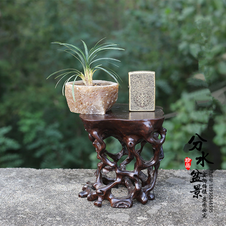 矮化麦冬草 1