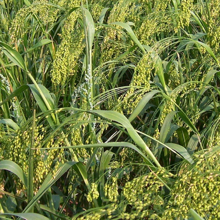 Семена овса Белл сортов пшеницы полное количество скидка может быть наложенным при доставке Добро пожаловать звонить