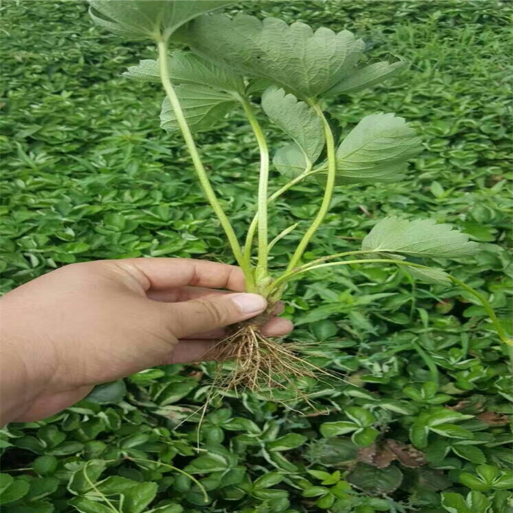 QQ图片20160809222218_副本