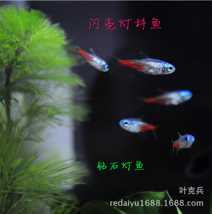 QQ图片20160815152810