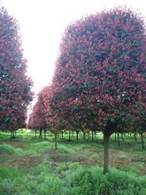 �t�~ʯ��е��� �@�־G��������ľ ����ֱ�N���l���r�����