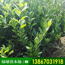 桔子树价格_今日最新桔子树价格行情走势