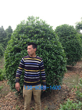 �Ĵ��ɶ��ؽ��G����ľ�����\�����ľ ��ľ ��ľ ��ľ