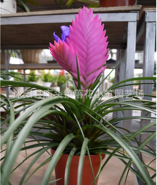 批发铁扇公主红叶铁兰紫凤梨粉蕊铁兰室内观花盆栽绿植花卉 阿里巴巴