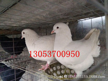 白羽王肉鴿批發 肉鴿哪個品種繁殖力強 白羽王青年鴿養殖技術