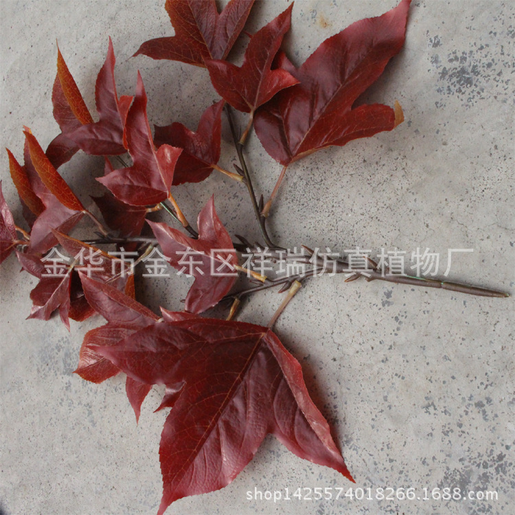 XRB-158三角枫四叉枝19叶5