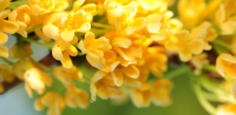 Hình ảnh Mỹ Golden Osmanthus Eye Mask Chăm sóc mắt thực vật dưỡng ẩm nuôi dưỡng mặt nạ mắt gắn bó với quầng thâm mặt nạ thâm mắt