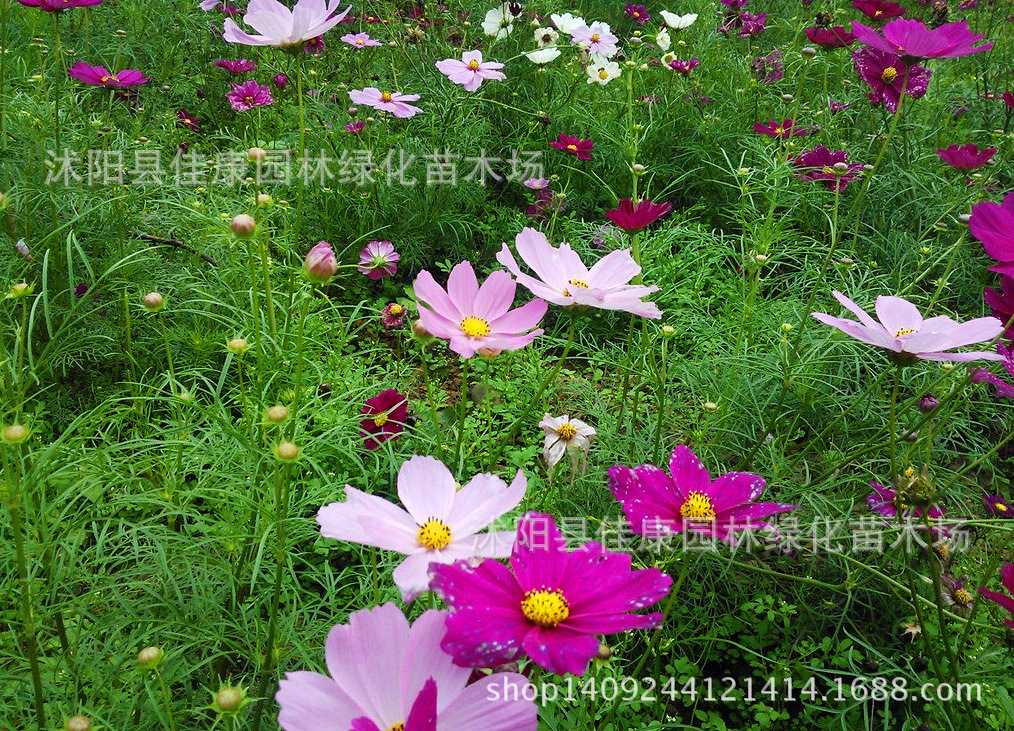格桑花别名扫帚梅,格桑花与扫帚梅,东北的扫帚梅_大山谷图库