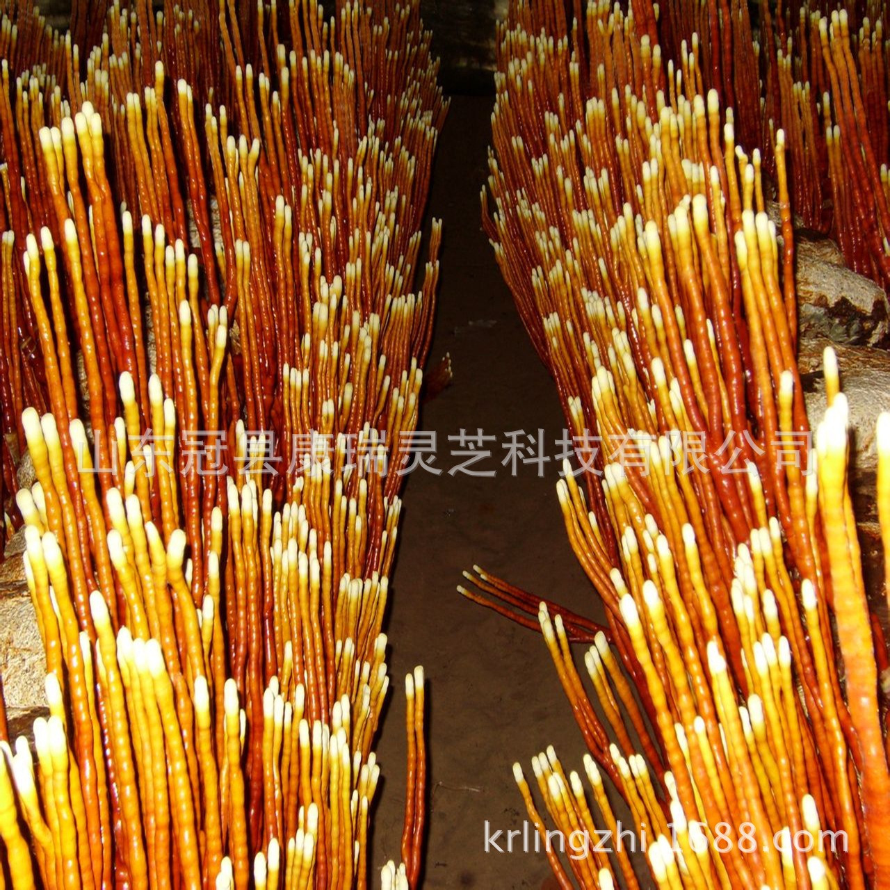 批发鹿角灵芝菌种 灵芝草菌包 灵芝菌棒 菌丝已发满 剪口即可出芝