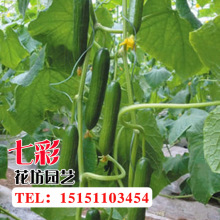 荷兰瓜价格_今日最新荷兰瓜价格行情走势 - 阿