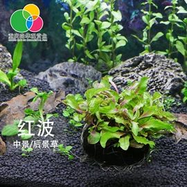 仓鼠窝、笼;观赏鱼饲料;观赏鱼