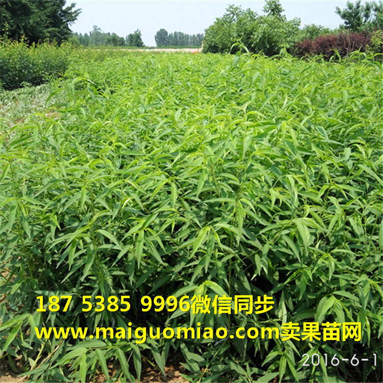 IMG_20160601_125138_副本