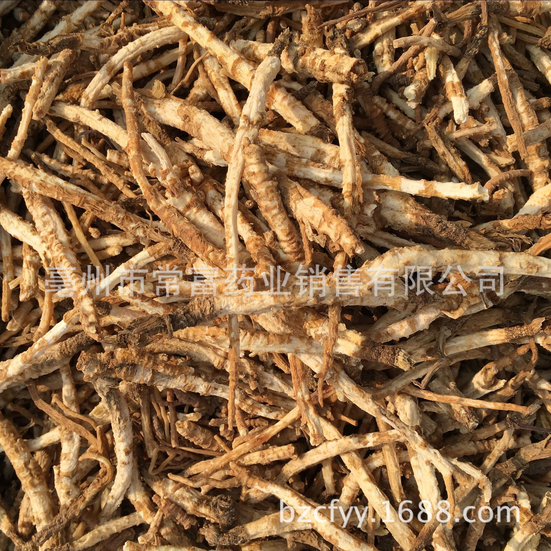 Dried Glehnia Root Slices Bei Sha Shen 500g TCM Herbal Decoction Pieces specifications