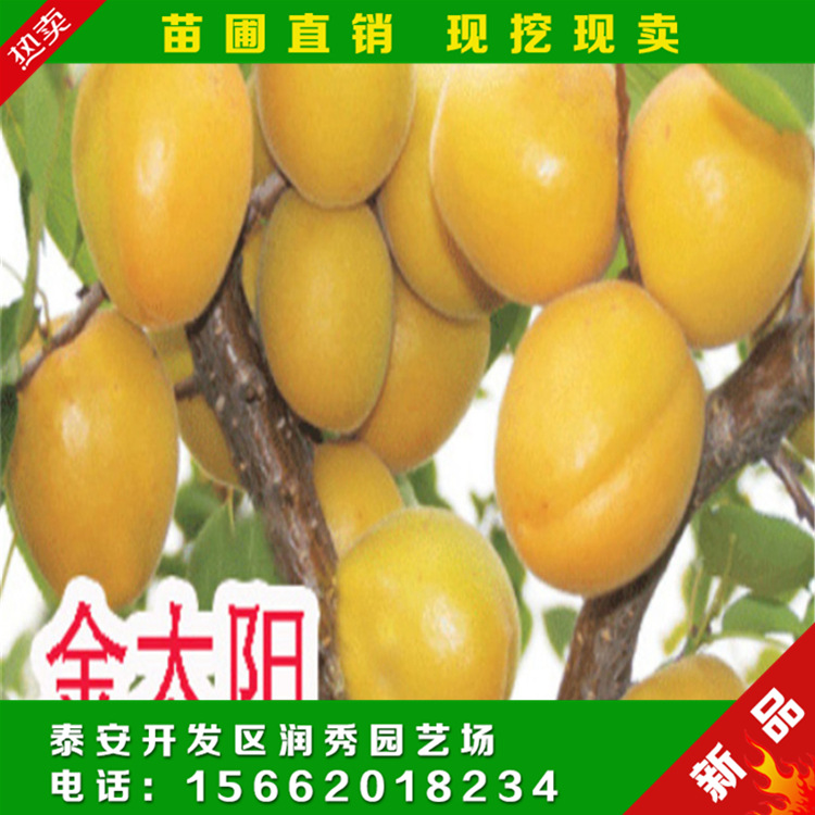金太陽