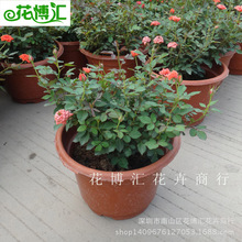 批发花卉盆栽绿植欧月小月季玟瑰 养眼 适合室外阳台观开花植物