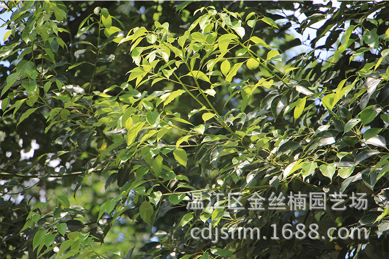 楠树种类,楠树叶片,楠木有34个品种图片(第4页)_大山谷图库