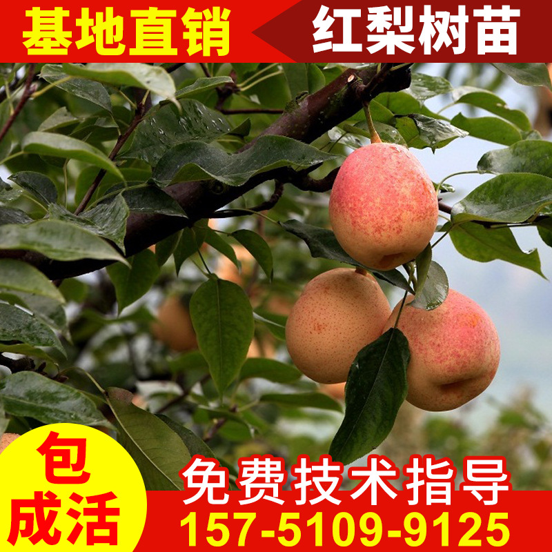 Early crisp red pear seedlings Fruit tree high quality grafting Pear seedlings New Zealand Red Pear Guomiao