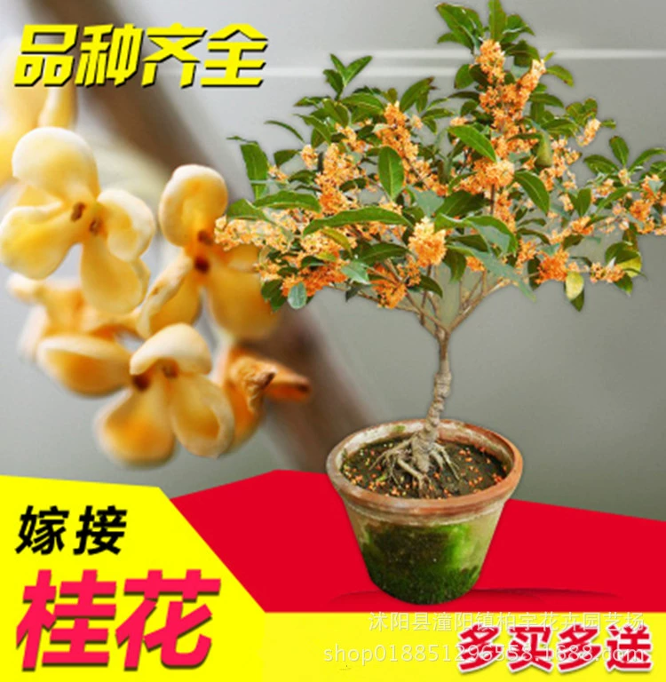 Оптовая горшечная кисточка прививка османтуса дерево османтуса османтус османтус османтус