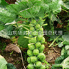 Imported housing cabbage seed spore mini mini small cabbage cabbage seed seed seed vegetable seed seed seed seed seed seed seed seed seed seed seed