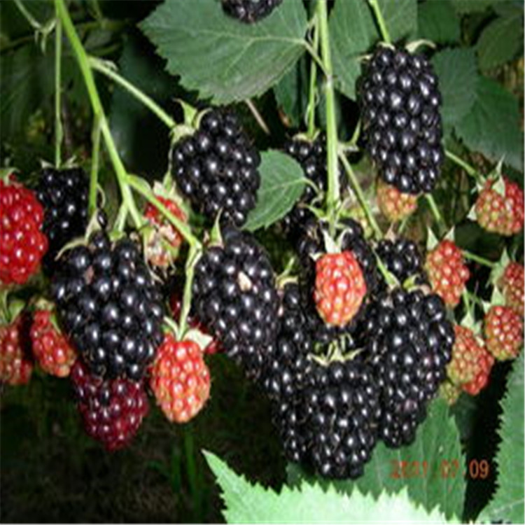山东苗木基地大量出售黑树莓苗当年结果黑树莓苗易成活易管理 阿里巴巴