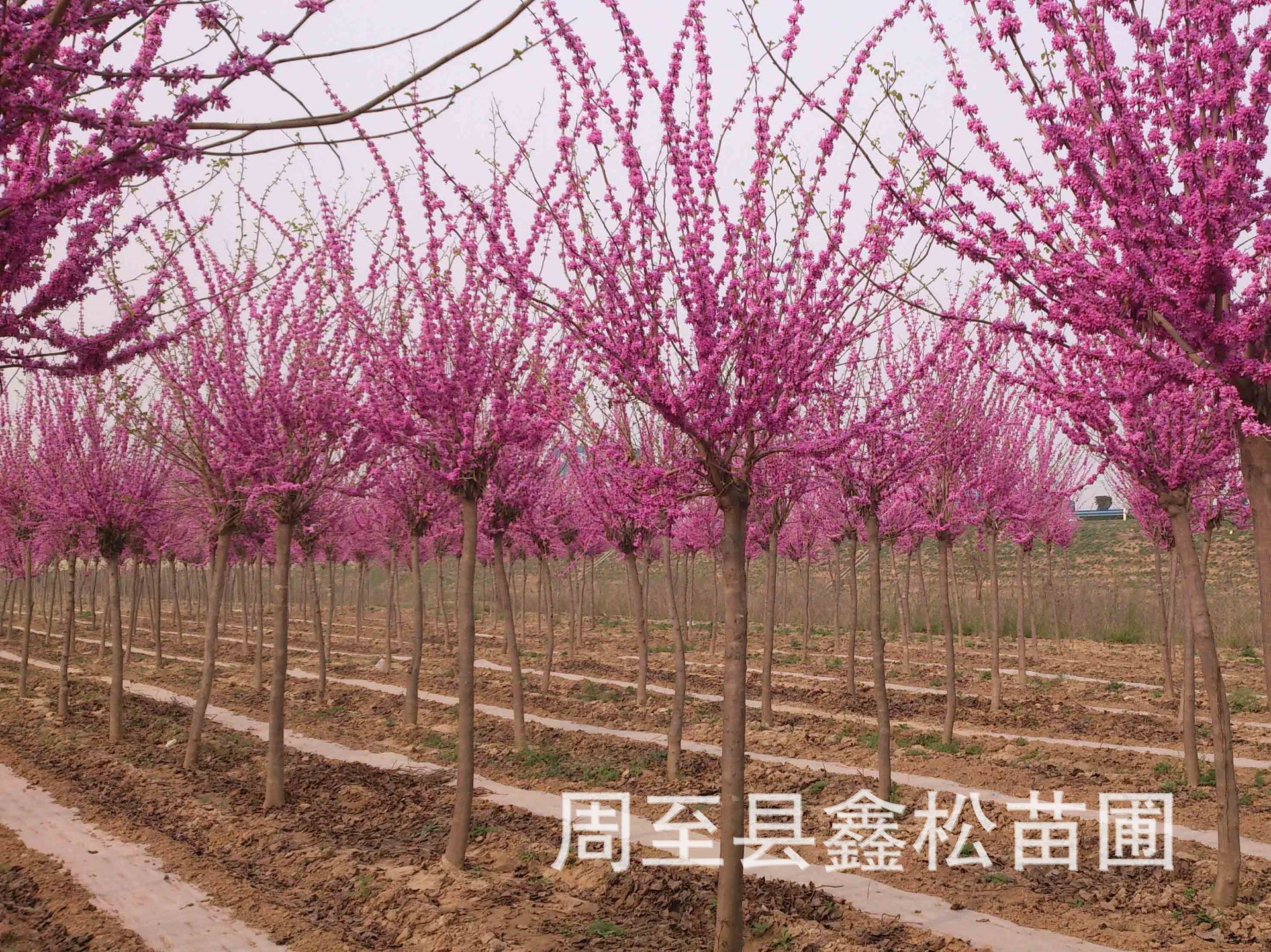 供应风景树陕西红梅 农户批发各类杏梅/骨里红丛生红梅-阿里巴巴