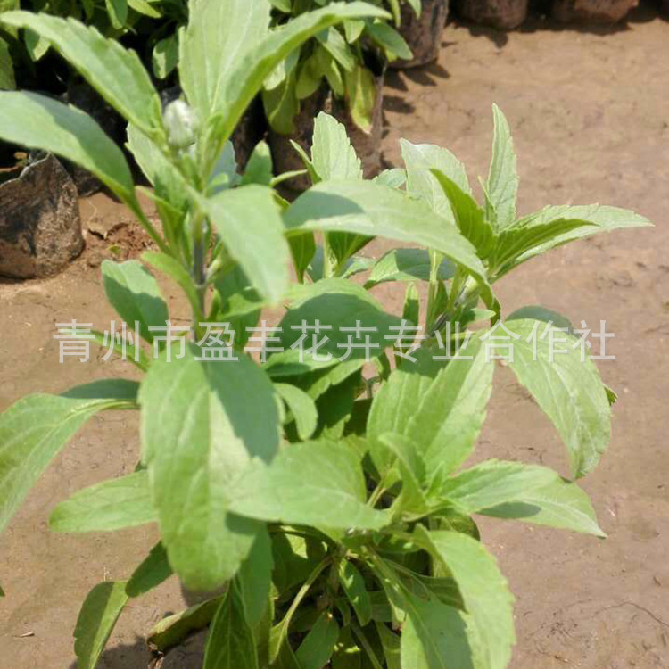 28999999904404411877447