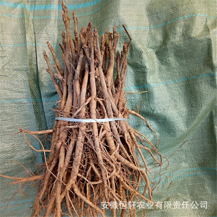 批发牡丹苗 低价供应中药材种苗 优质油用牡丹苗