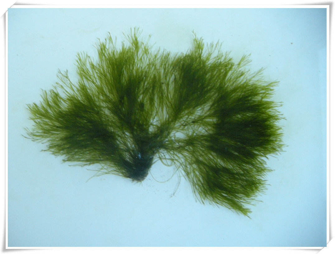 海藻5