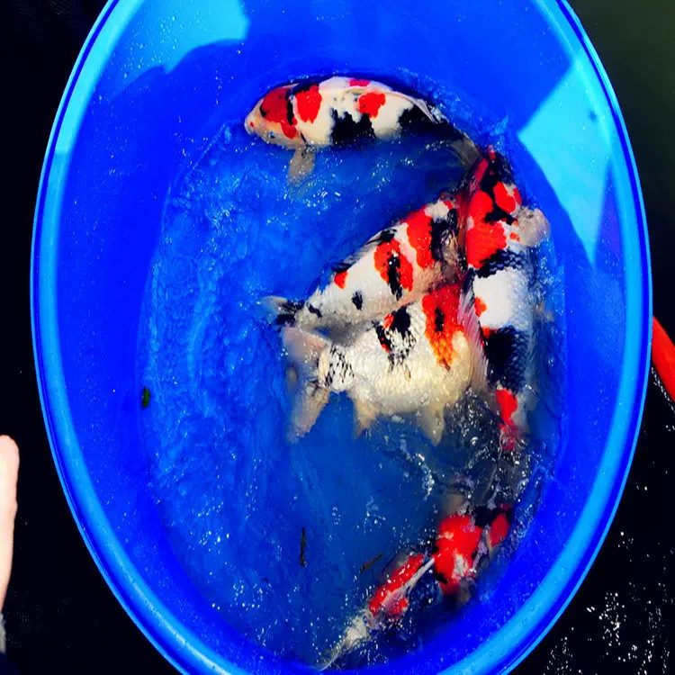 大型规格锦鲤特种水产养殖冷水观赏鱼活体日本锦鲤红白昭和大正