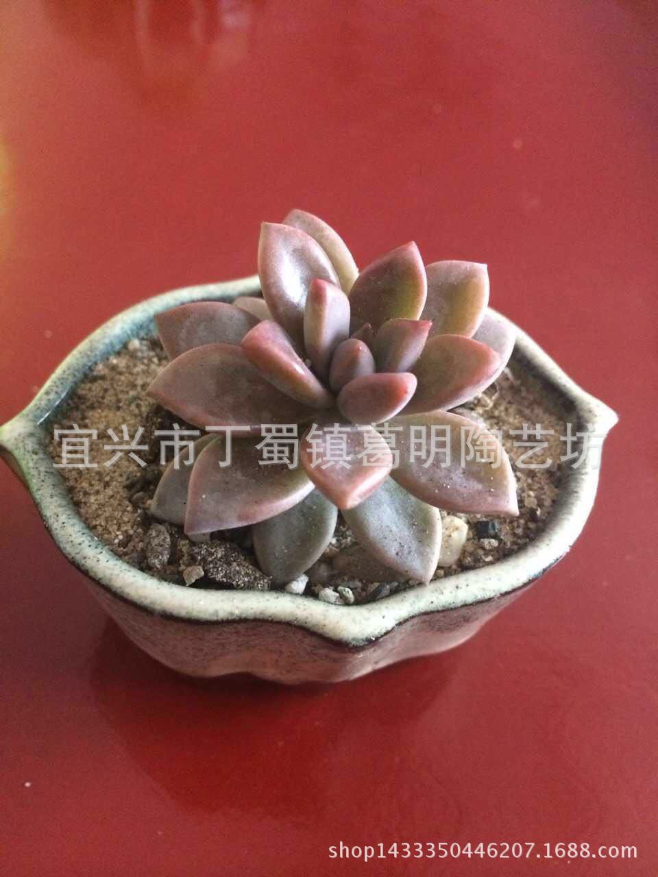159880327971480539花
