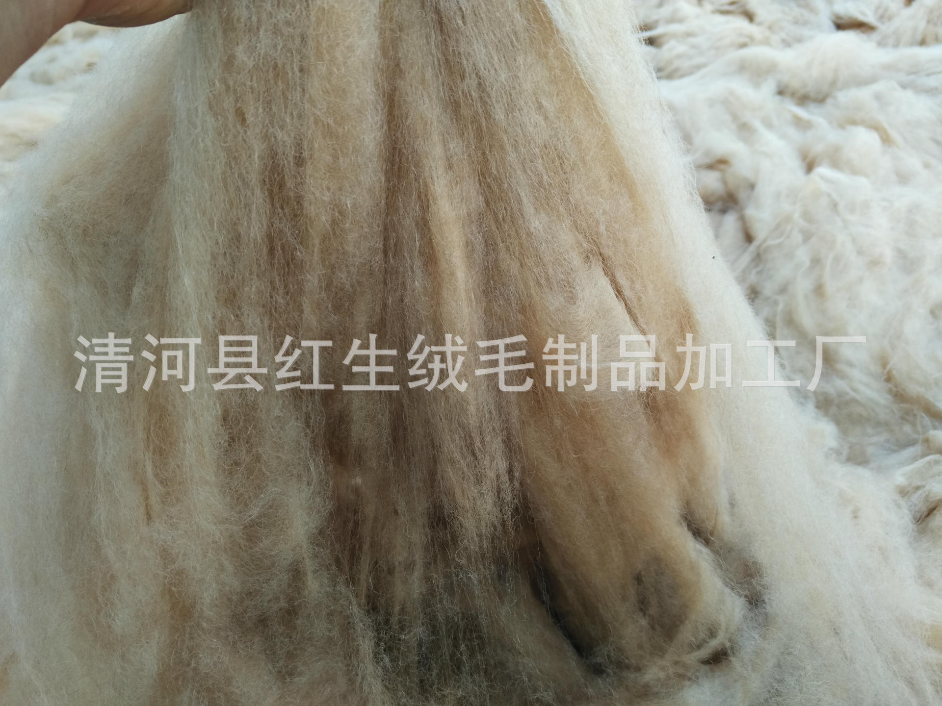 Manufacturer supplies combed fine camel hair