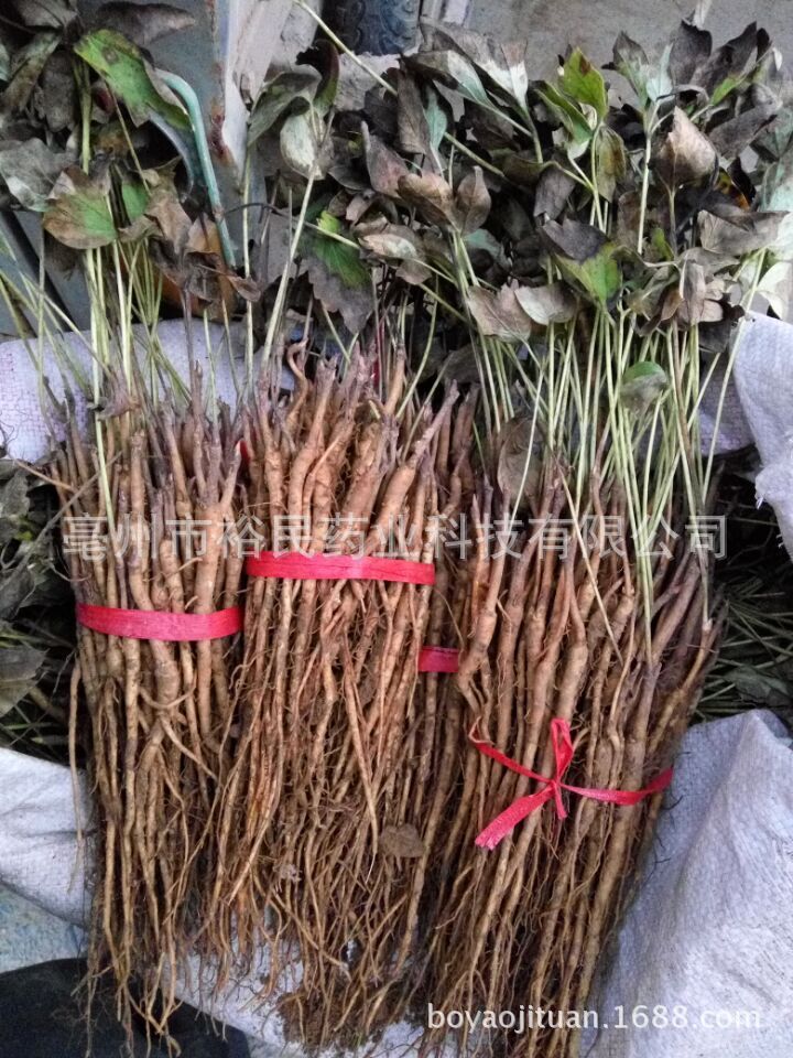 Place of Origin Source of goods wholesale high quality Peony seedlings Bozhou Direct selling Breed Peony seedlings Manufactor Direct selling