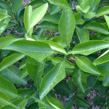 黄金柑价格_今日最新黄金柑价格行情走势