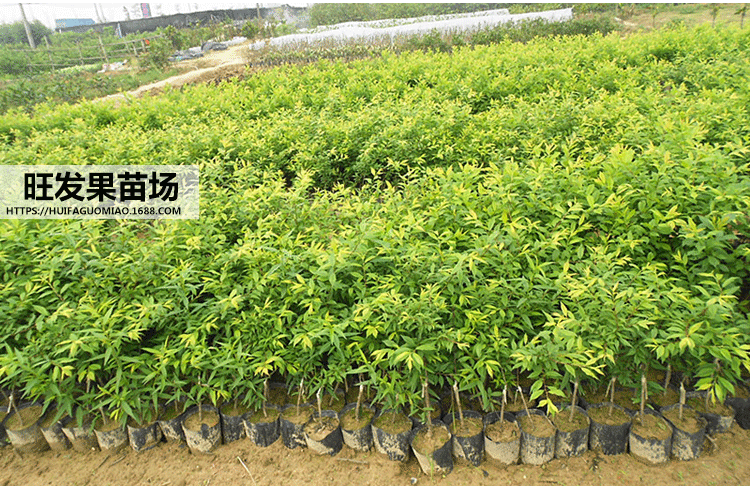 迟熟南华李_08