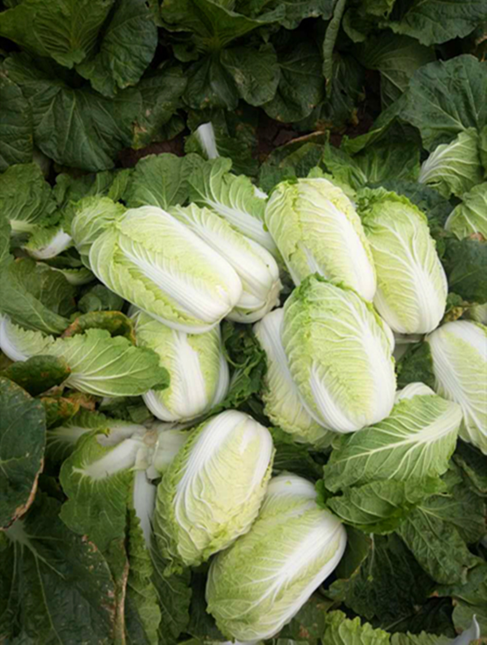 chinese cabbage