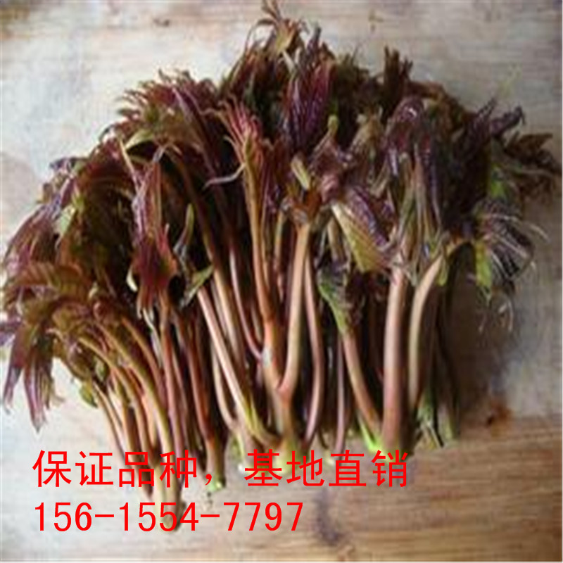 u=95366781,1636891678&